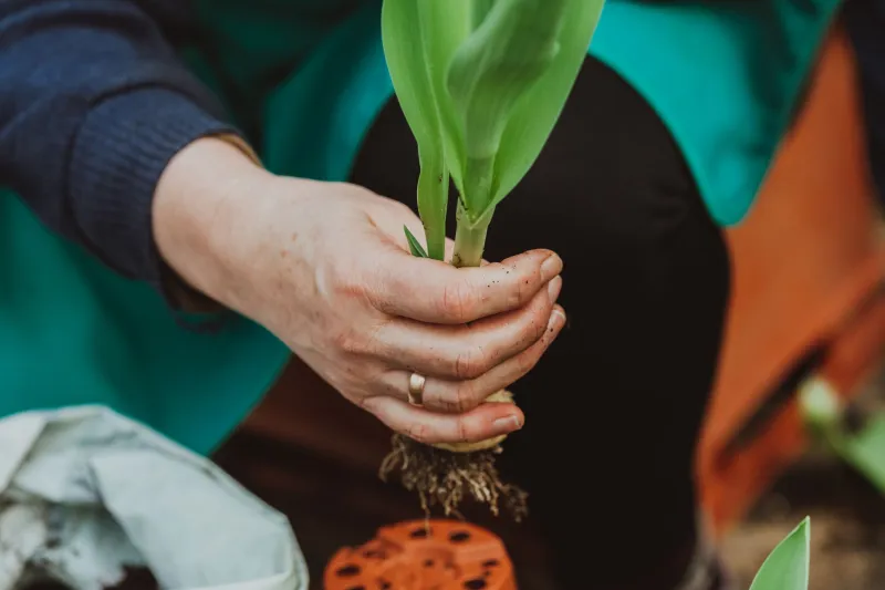 Beyond the Buzzword: What Craft Cannabis Actually Means and How to Find It