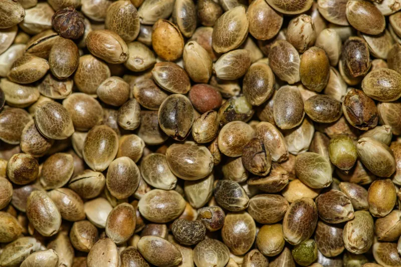 Bloodlines and Brilliance: A Connoisseur's Guide to Reading Cannabis Genetics
