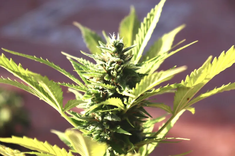 Roots, Rain, and Resin: Understanding Cannabis Terroir Like a True Connoisseur