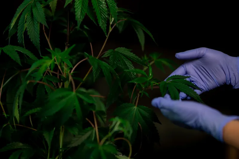 Rare by Design: The Connoisseur's Case for Chasing Micro-Batch Cannabis Releases