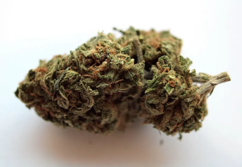 Speaking the Language of Cannabis: A Connoisseur's Guide to Sensory Evaluation and Flavor Mastery